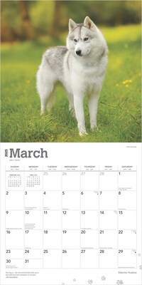 2025 BrownTrout Siberian Huskies 12" x 24" Monthly Square Wall Calendar (9781975477776)
