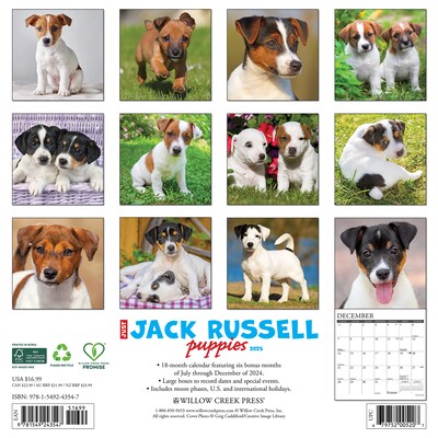 2025 Willow Creek Just Jack Russell Puppies 12 x 12 Monthly Wall Calendar (43547)