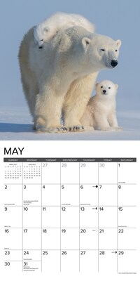 2027 Willow Creek Polar Bears 12" x 12" Monthly Wall Calendar, Assorted Colors (61831)