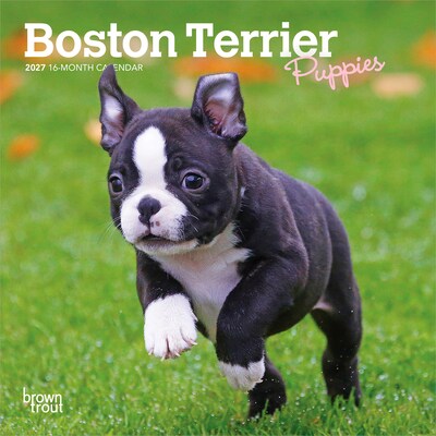 2027 BrownTrout Boston Terrier Puppies 7 x 7 Monthly Wall Calendar, Assorted Colors (9798330709939)