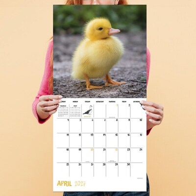 2027 TF Publishing Baby Animals 11" x 12" Monthly Wall Calendar (27-1000)