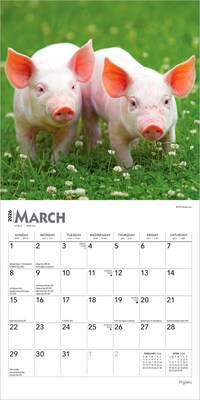 2026 BrownTrout Piglets 7" x 7" Monthly Wall Calendar (9798330705122)