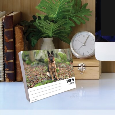 2025 Willow Creek German Shepherds 6" x 5.5" Day-to-Day Calendar, Multicolor (40843)