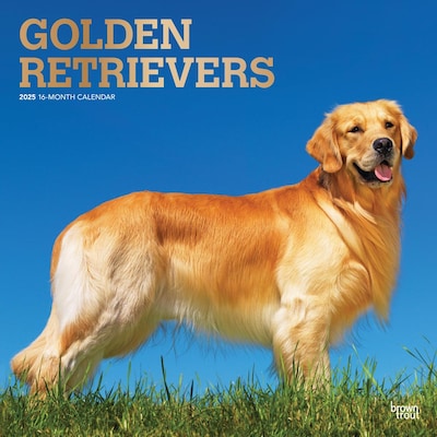 2025 BrownTrout Golden Retrievers 12 x 12 Monthly Square Wall Calendar (9781975477073)