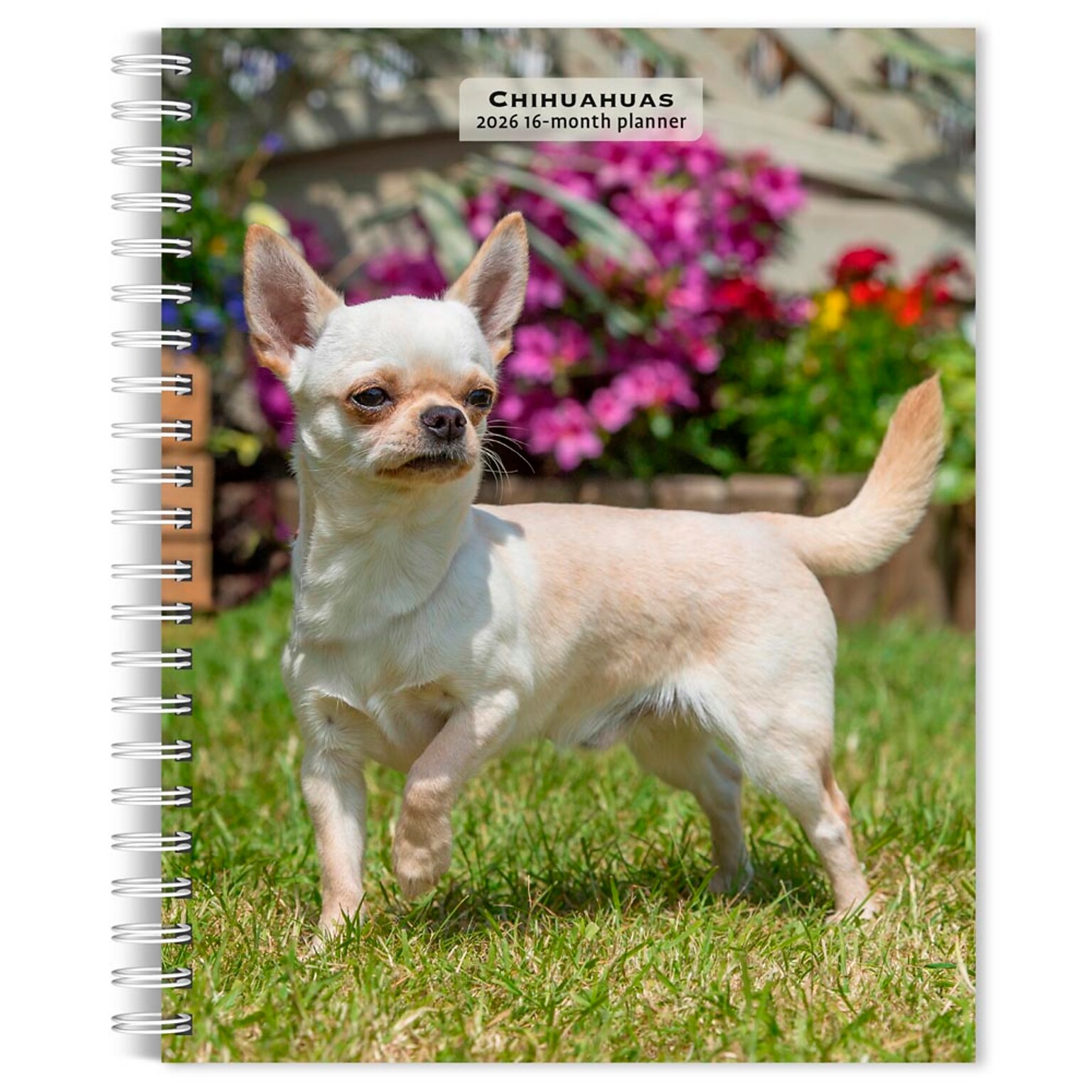 2026 BrownTrout Chihuahuas 6.5 x 7.75 Weekly Planner (9798330702930)