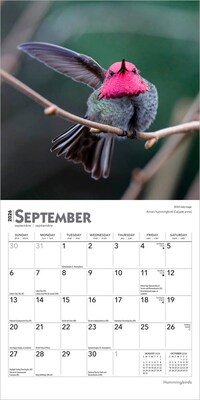 2026 BrownTrout Hummingbirds 7" x 7" Monthly Wall Calendar (9798330703791)