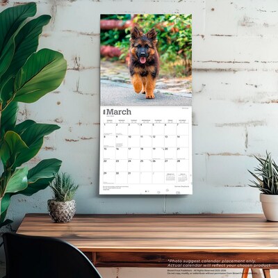 2026 BrownTrout German Shepherds 12" x 12" Monthly Wall Calendar (9798330703388)