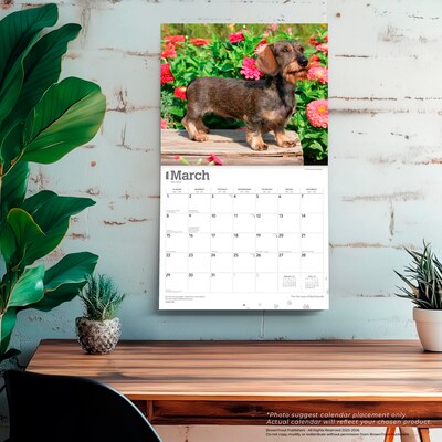 2026 BrownTrout For the Love of Dachshunds 14" x 12" Monthly Wall Calendar (9798330707140)