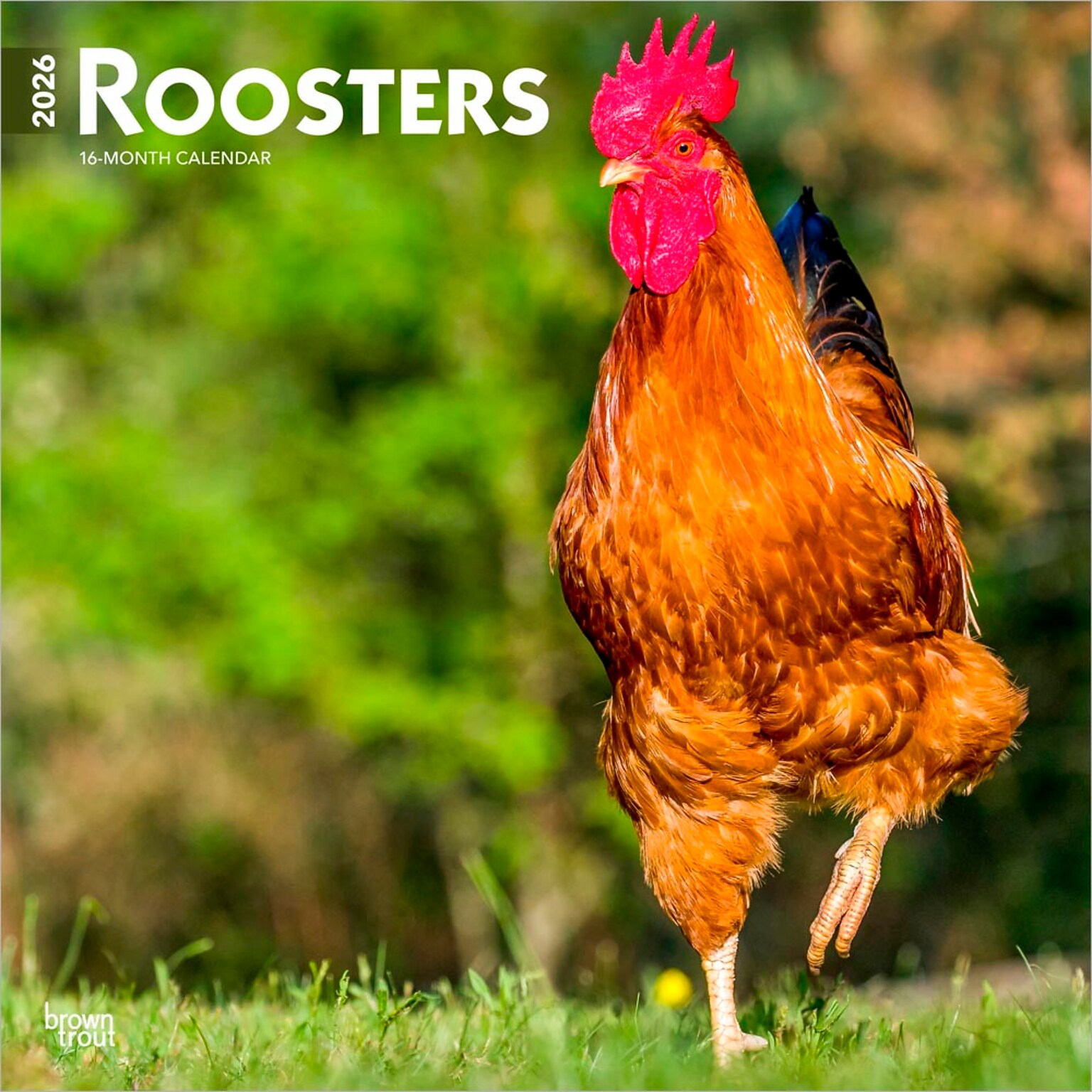 2026 BrownTrout Roosters 12 x 12 Monthly Wall Calendar (9798330705375)