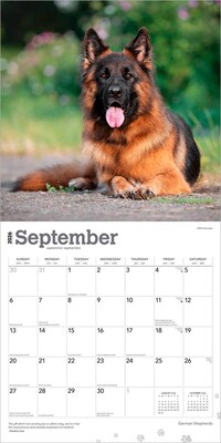 2026 BrownTrout German Shepherds 12" x 12" Monthly Wall Calendar (9798330703388)