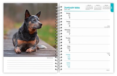 2026 BrownTrout Blue Heelers 6.5" x 7.75" Weekly Planner (9798330702503)