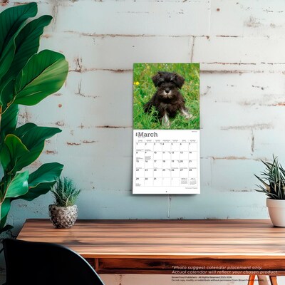 2026 BrownTrout Schnauzer Puppies 7" x 7" Monthly Wall Calendar (9798330705436)