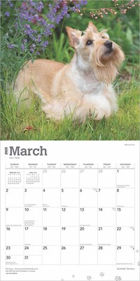 2025 BrownTrout Scottish Terriers 12" x 24" Monthly Square Wall Calendar, (9781975475673)