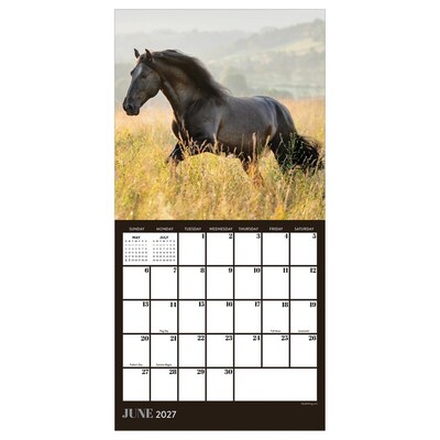 2027 TF Publishing Horses 7" x 7" Monthly Wall Calendar, Multicolored (27-2001)
