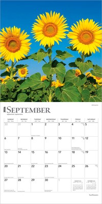 2026 BrownTrout Sunflowers 12" x 12" Monthly Wall Calendar (9798330705696)