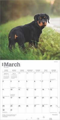 2025 BrownTrout Rottweilers 12" x 12" Monthly  Wall Calendar (9781975477646)