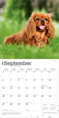 2026 BrownTrout Cavalier King Charles Spaniels 12" x 12" Monthly Wall Calendar (9798330702824)