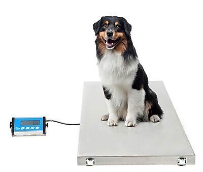 Viva Comfort Veterinary Weight Scale, White, 660 lbs. Capacity (ADI904-04-MK)