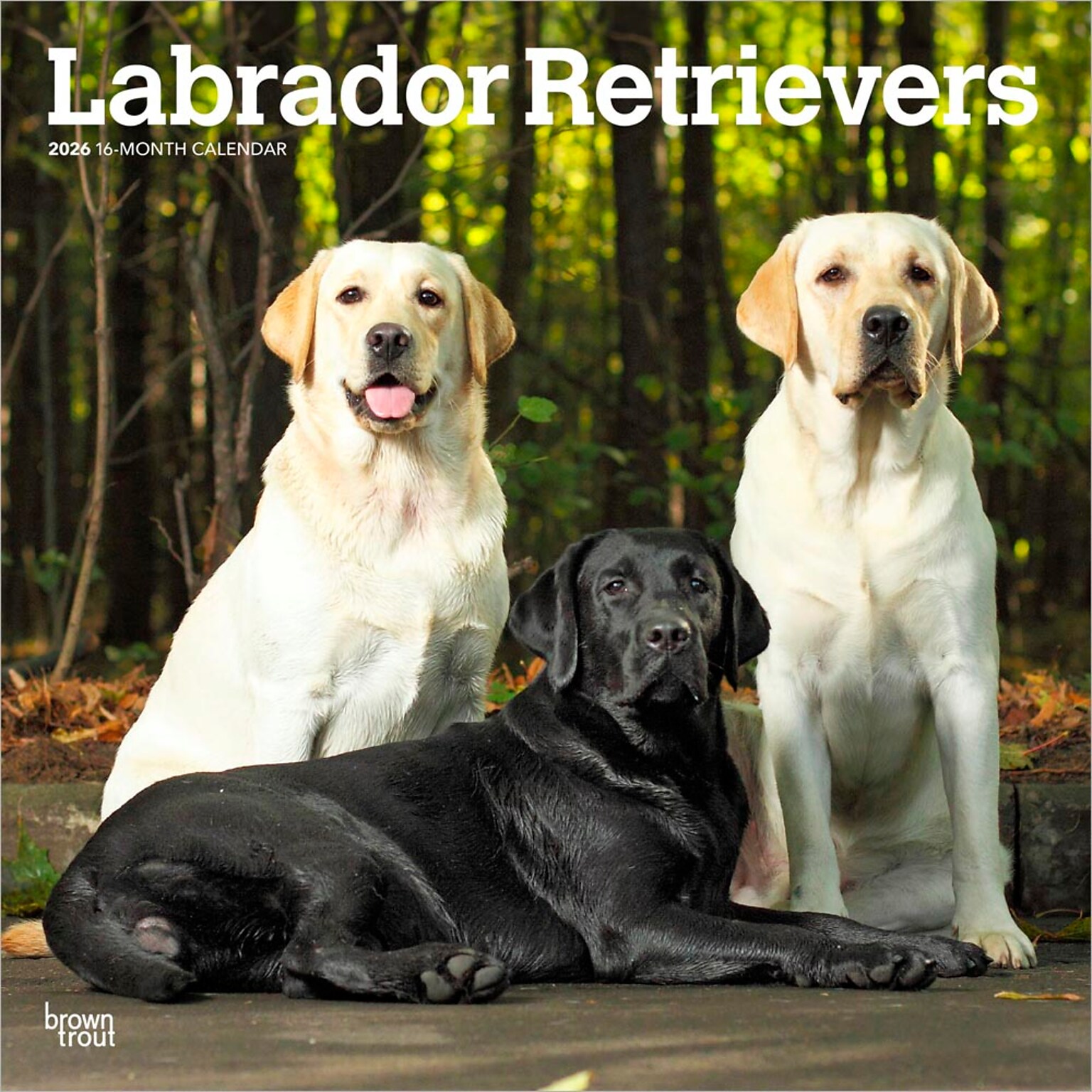 2026 BrownTrout Labrador Retrievers 12 x 12 Monthly Wall Calendar (9798330704224)