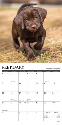 2026 Willow Creek What Labs Teach Us 12" x 12" Monthly Wall Calendar (53218)