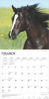 2025 BrownTrout Quarter Horses 12" x 12" Monthly  Wall Calendar (9781975477608)