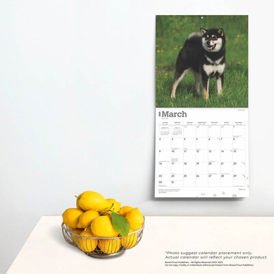 2025 BrownTrout Shiba Inu 12" x 24" Monthly Square Wall Calendar, (9781975477738)