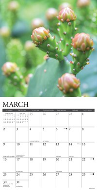 2025 Willow Creek Cactus 12" x 12" Monthly Wall Calendar (42076)