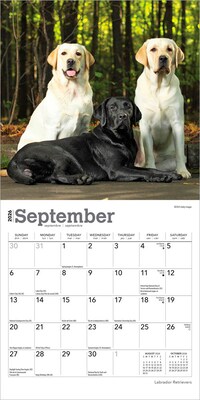 2026 BrownTrout Labrador Retrievers 7" x 7" Monthly Wall Calendar (9798330704217)