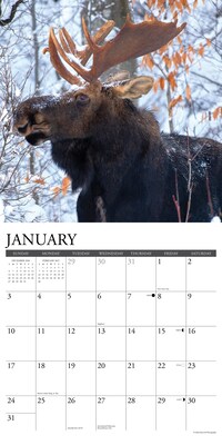 2027 Willow Creek Moose 12" x 12" Monthly Wall Calendar, Assorted Colors (61329)