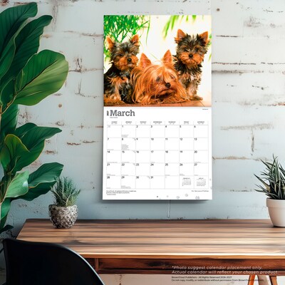 2027 BrownTrout For the Love of Yorkshire Terriers 14" x 12" Monthly Wall Calendar, Assorted Colors (9798330709281)
