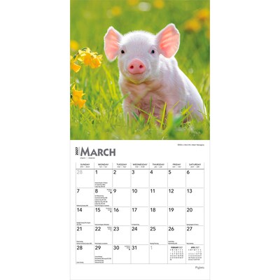 2027 BrownTrout Piglets 7" x 7" Monthly Wall Calendar (9798330709816)