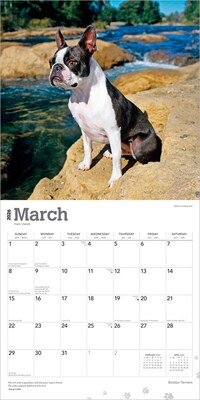 2026 BrownTrout Boston Terriers 12" x 12" Monthly Wall Calendar (9798330702602)