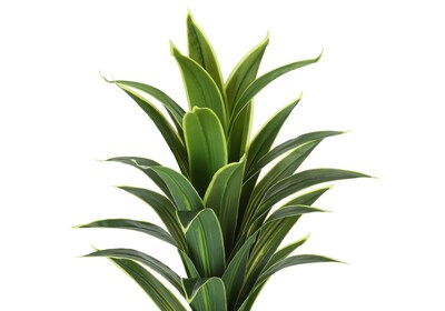 Monarch Specialties Inc. 47" Artificial Dracaena Tree in Pot (I 9542)