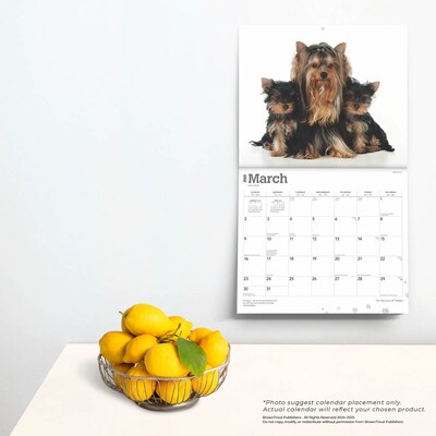2025 BrownTrout For the Love of Yorkshire Terriers 7" x 12" Monthly  Wall Calendar (9781975473099)