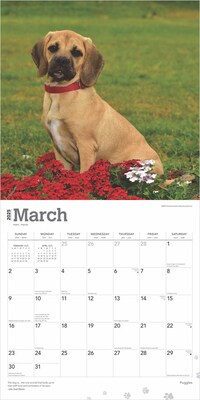 2025 BrownTrout Puggles 12" x 12" Monthly Square Wall Calendar (9781975477578)