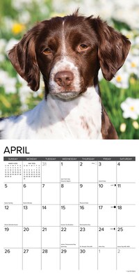2026 Willow Creek Brittanys 12" x 12" Monthly Wall Calendar (50385)