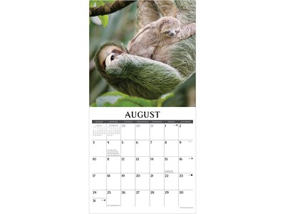 2025 Willow Creek Sloths 12" x 12" Academic Monthly Wall Calendar (44957)