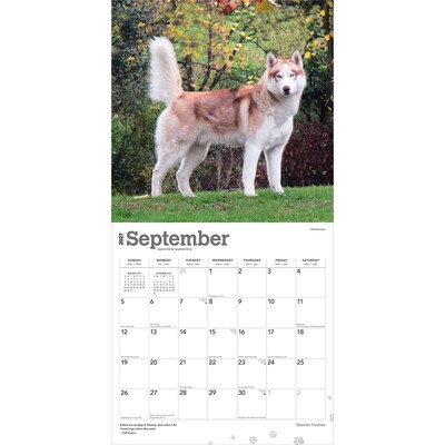 2027 BrownTrout Siberian Huskies 12" x 12" Monthly Wall Calendar (9798330712694)