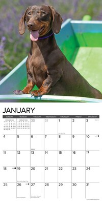 2026 Willow Creek Miniature Dachshunds 12" x 12" Monthly Wall Calendar (51924)