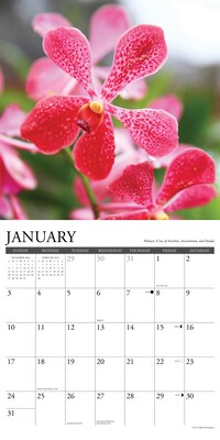 2027 Willow Creek Orchids 12" x 12" Monthly Wall Calendar, Assorted Colors (61626)