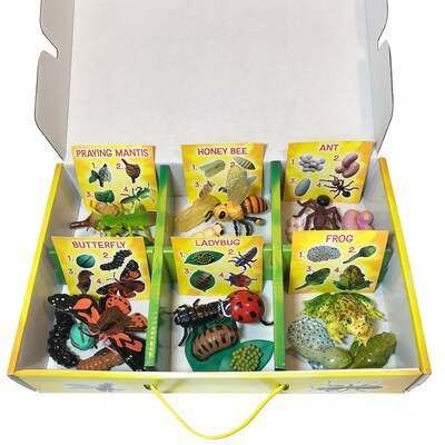 Insect Lore Life Cycle Figurines Set, 24 Pieces (ILP2205)