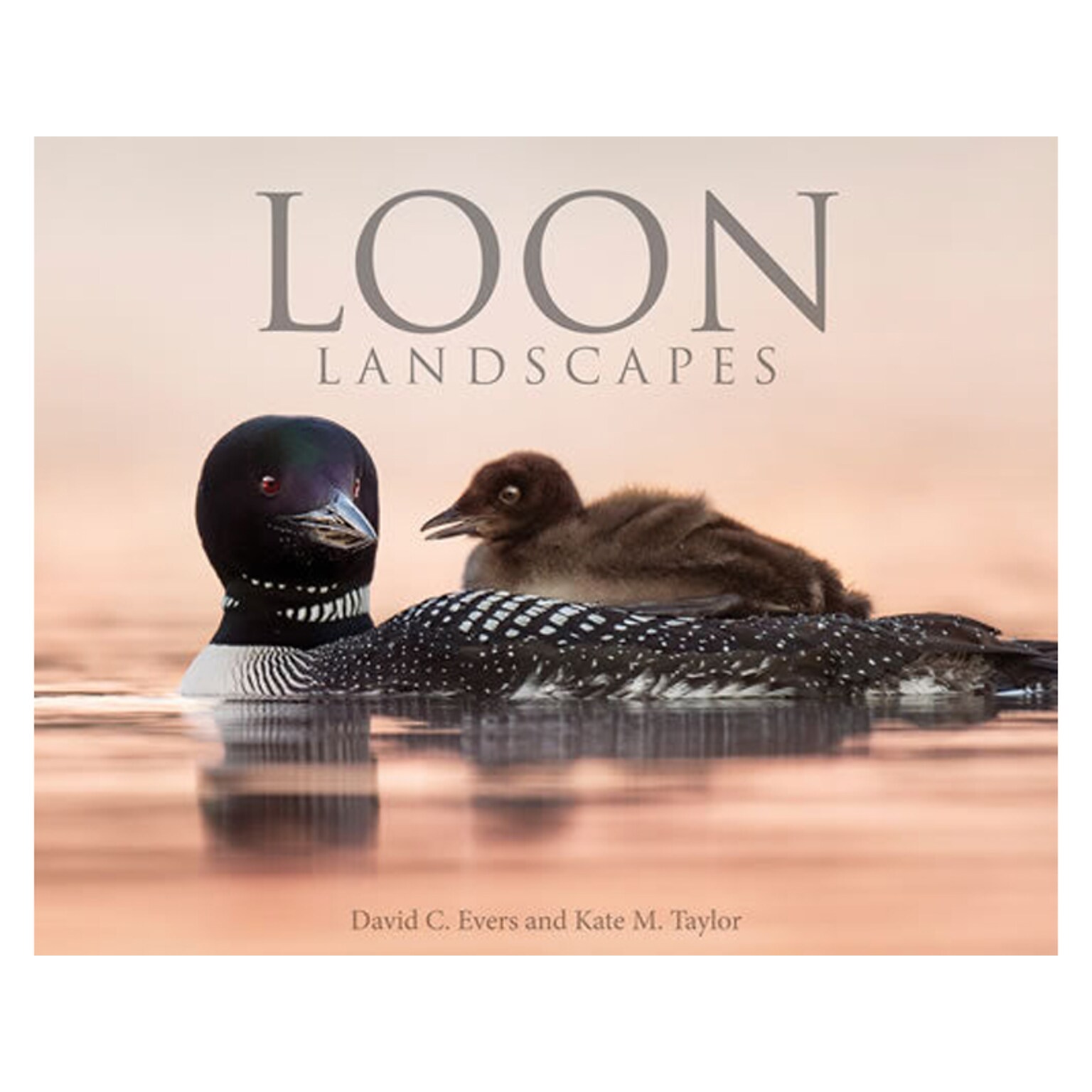 Loon Landscapes, Chapter Book, Hardcover (48550)