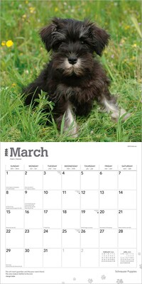 2026 BrownTrout Schnauzer Puppies 12" x 12" Monthly Wall Calendar (9798330705443)