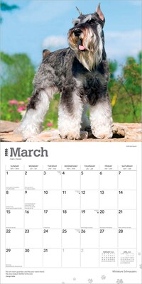 2026 BrownTrout Miniature Schnauzers 12" x 12" Monthly Wall Calendar (9798330705467)