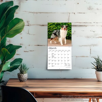 2027 BrownTrout Australian Shepherds 7" x 7" Monthly Wall Calendar, Assorted Colors (9798330709878)