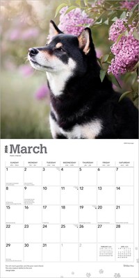 2026 BrownTrout Shiba Inu 12" x 12" Monthly Wall Calendar (9798330705528)