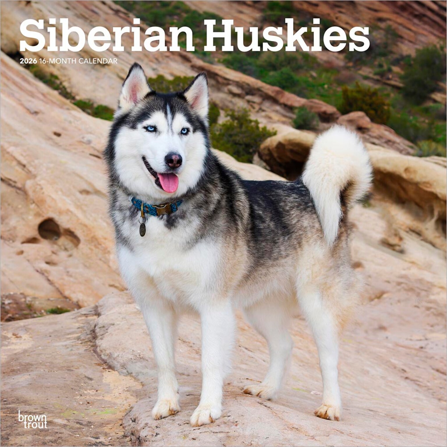 2026 BrownTrout Siberian Huskies 12 x 12 Monthly Wall Calendar (9798330705580)