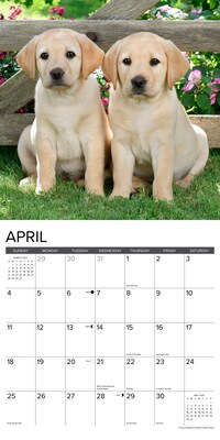 2027 Willow Creek Yellow Lab Puppies 12" x 12" Monthly Wall Calendar, Assorted Colors (63088)