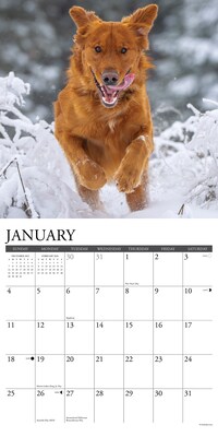 2026 Willow Creek Goldens 12" x 12" Monthly Wall Calendar (51320)