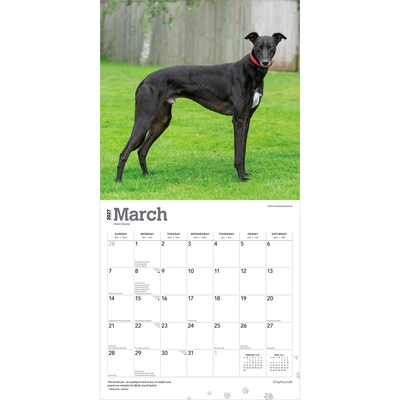 2027 BrownTrout Greyhounds 12" x 12" Monthly Wall Calendar (9798330712502)